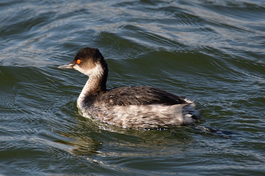 Zwergtaucher Tachybaptus ruficollis