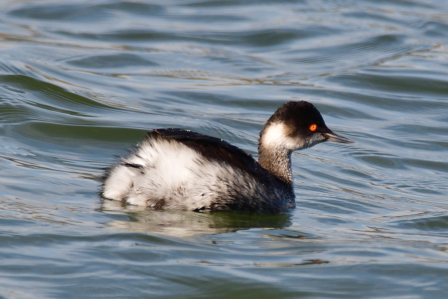 Sterntaucher Gavia stellata
