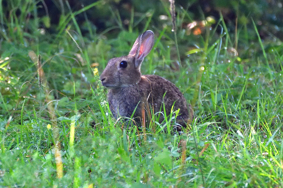 Wildkaninchen Oryctolagus cuniculus 1