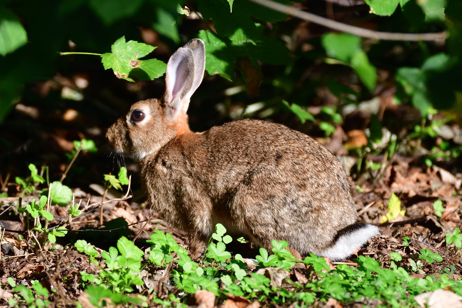 Wildkaninchen Oryctolagus cuniculus 2