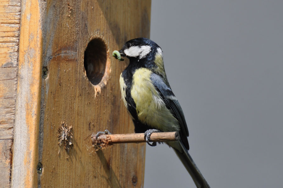 Kohlmeise Parus major 1