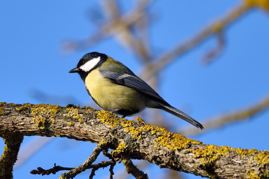 Kohlmeise Parus major 2