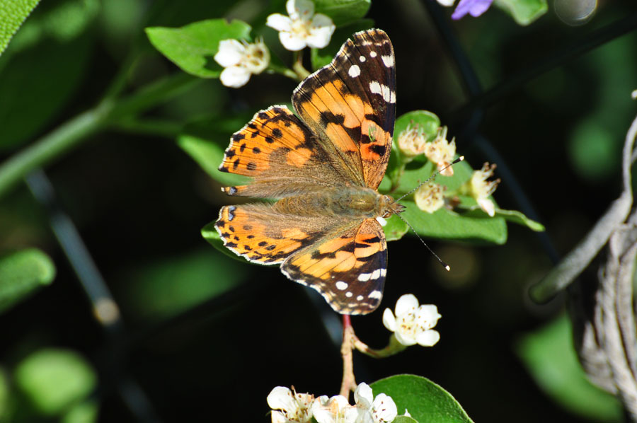 Distelfalter, Vanessa cardui 1