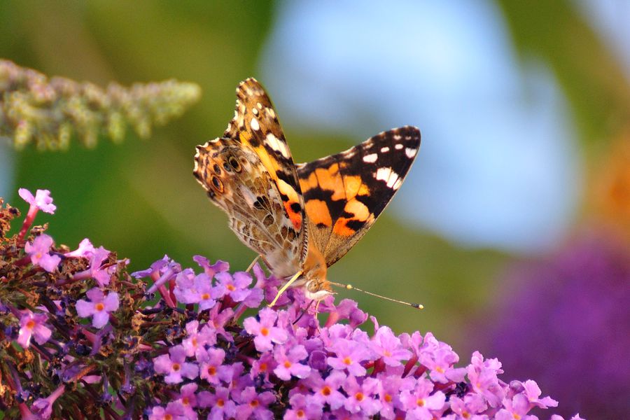 Distelfalter, Vanessa cardui 2