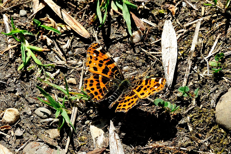 Landkaertchen Fruehjahr Araschnia levana f. prorsa