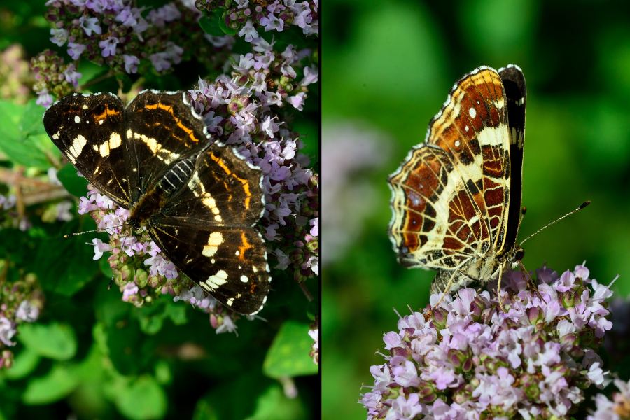 Landkaertchen Sommer Araschnia levana f. prorsa