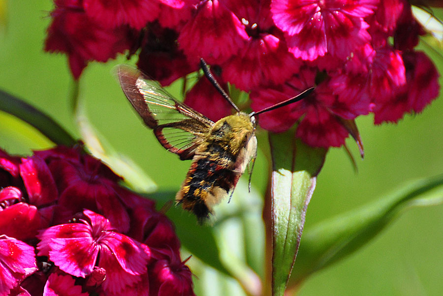 Hummelschwaermer Hemaris fuciformis