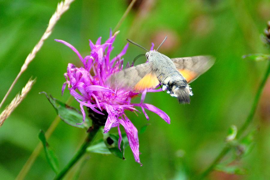 Taubenschwaenzchen Macroglossum stellatarum