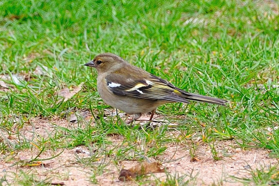 Buchfink Weibchen Fringiella coelebs 2