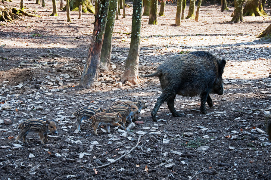 Wildschwein 1 Sus crofa 1