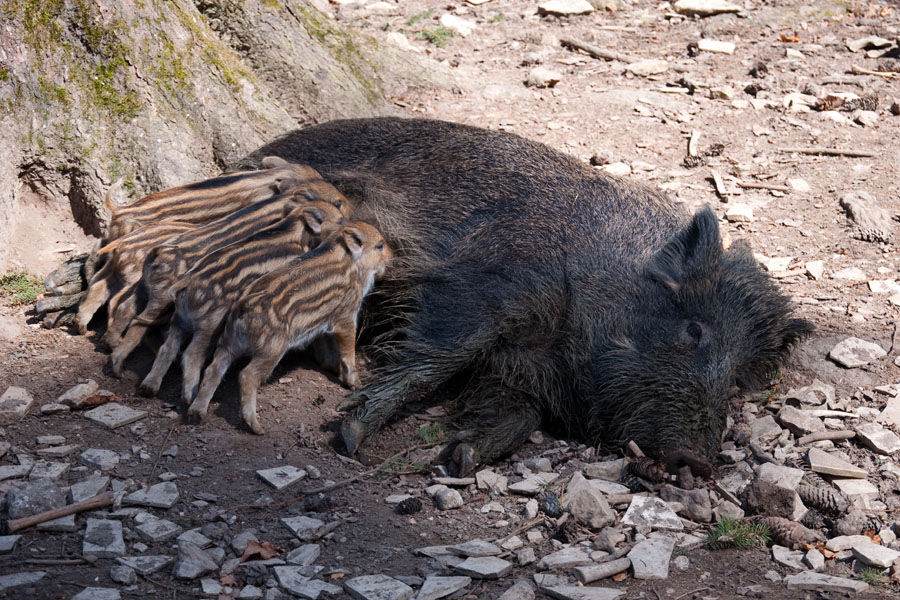 Wildschwein 2 Sus crofa 2