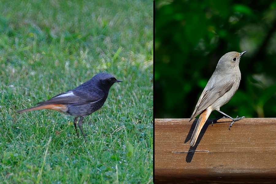 Hausrotschwanz 1 Phoenicurus ochruros