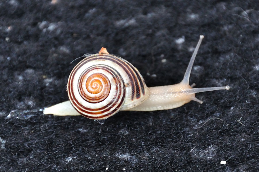 Gartenbaenderschnecke Cepaea hortensis