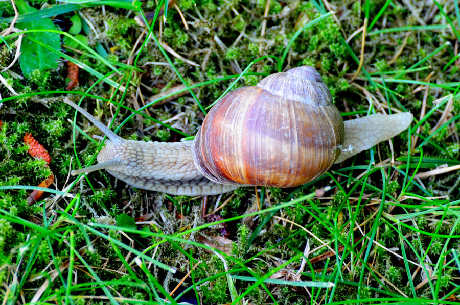 Weinbergschnecke Helix pomatia