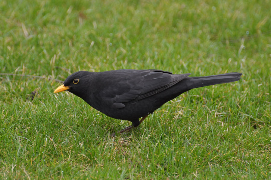 Amsel maennlich, Turdus merula