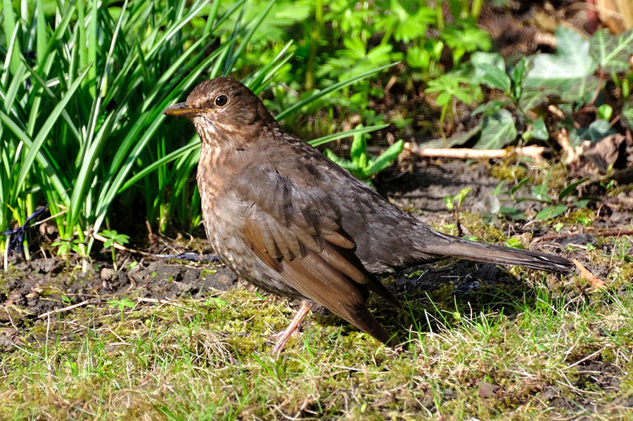 Amsel weiblich, Turdus merula