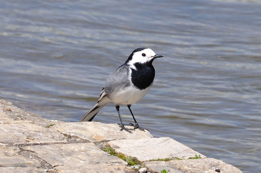 Bachstelze 1 Motacilla alba