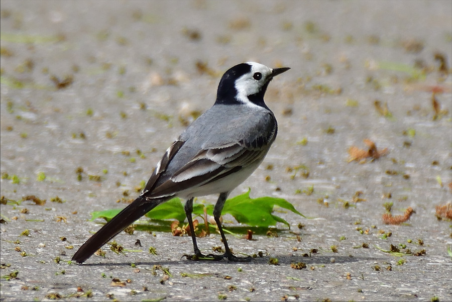 Bachstelze 2 Motacilla alba