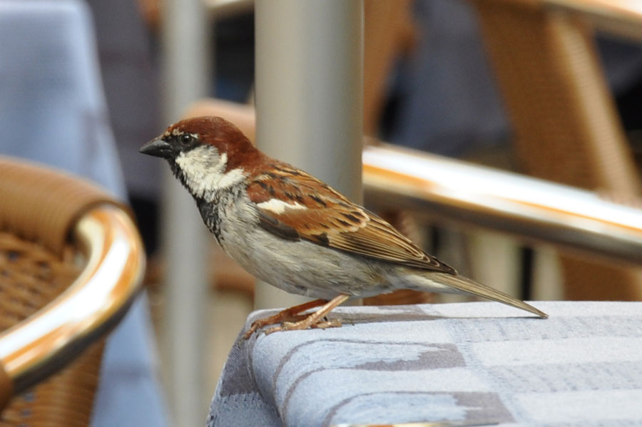 Haussperling 1 Passer domesticus