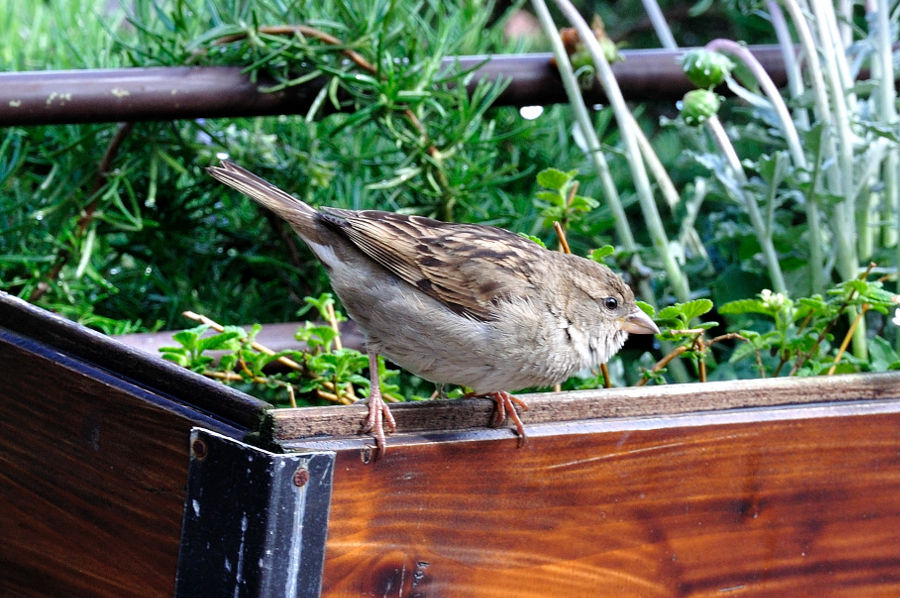 Haussperling 2 Passer domesticus