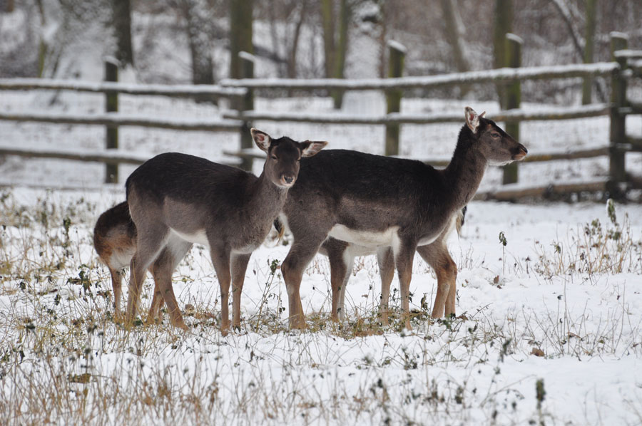 Bild Damhirsch 2 Dama dama