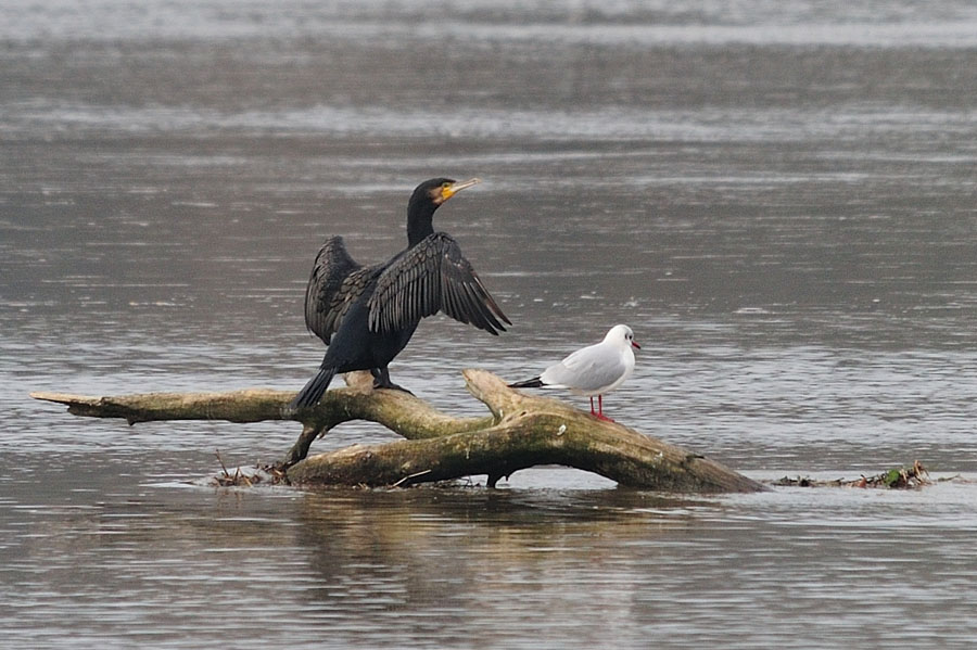 Kormoran 1 Phalacrocorax carbo