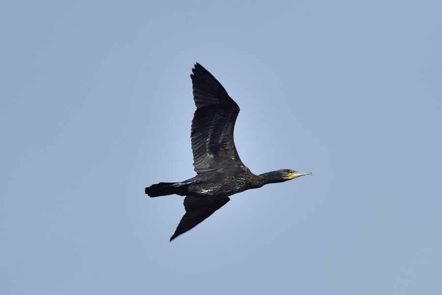 Kormoran 2 Phalacrocorax carbo