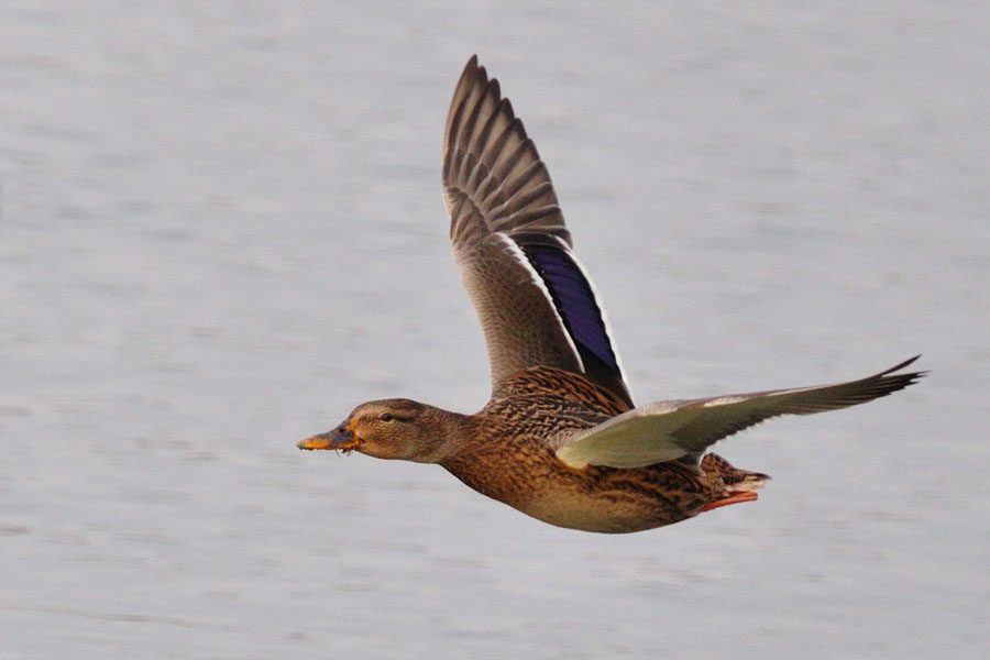 Stockente weiblich, Anas platyrhynchos