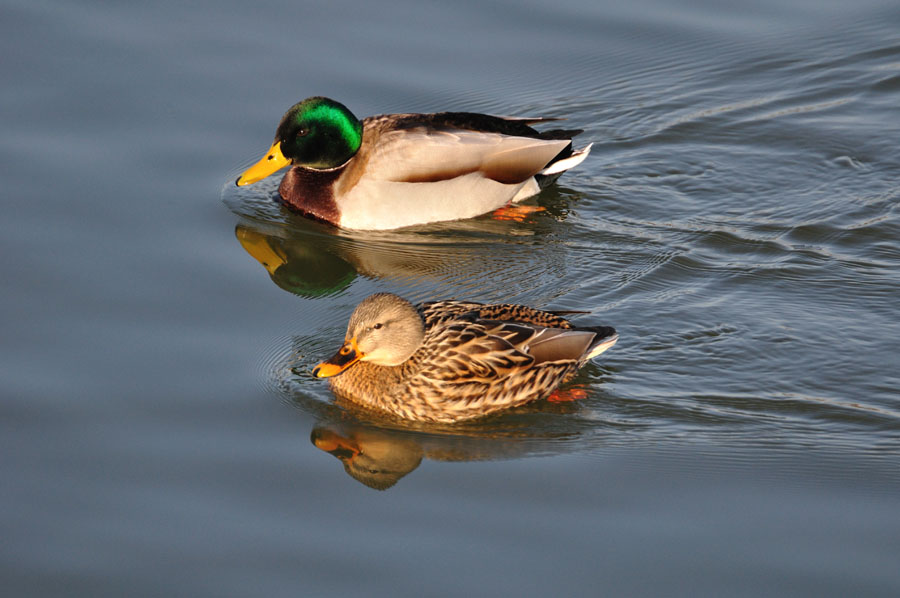 Stockente, Anas platyrhynchos