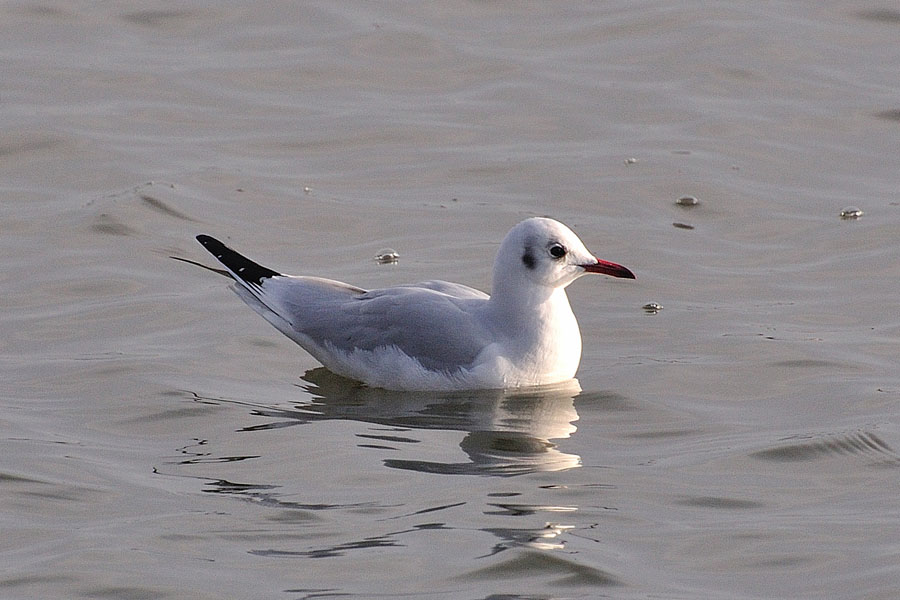 Lachmoewe, Larus ridibundus
