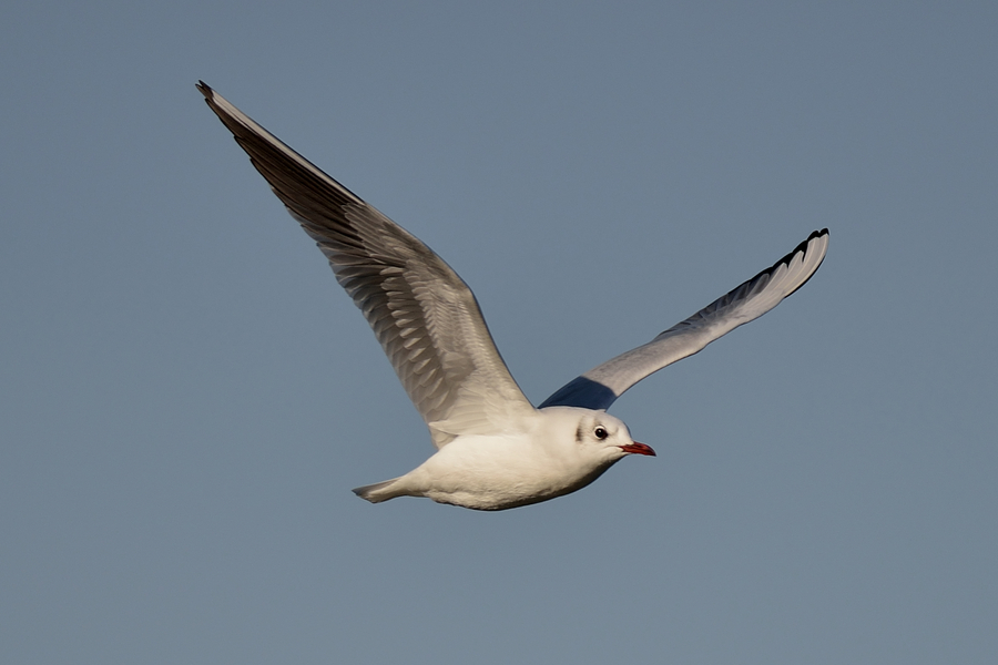 Lachmoewe, Larus ridibundus, Prachtkleid