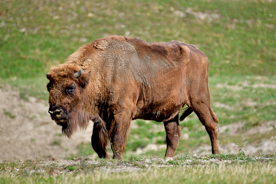 Wisent 1 Bison bonansus 1