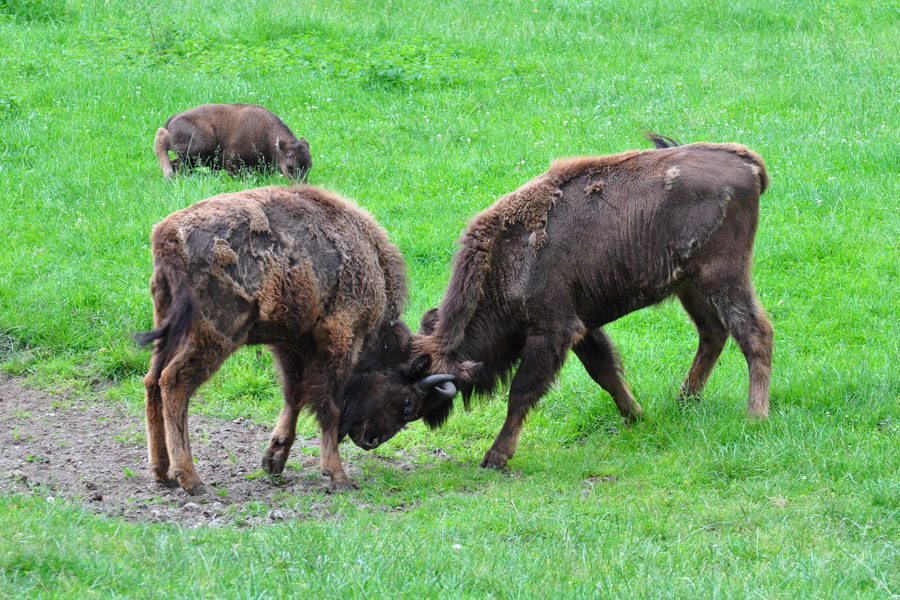 Wisent 2 Bison bonansus 2