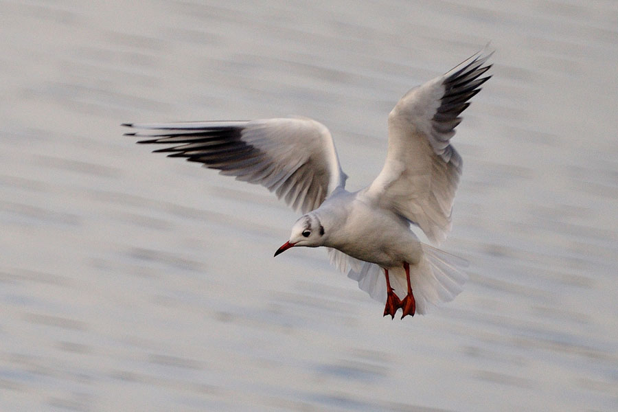 Lachmoewe, Larus ridibundus