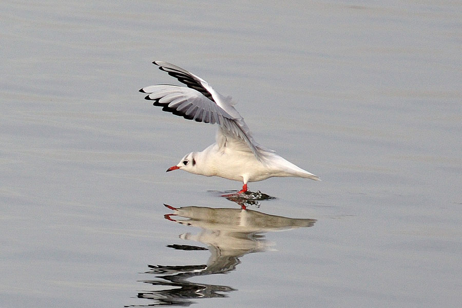 Lachmoewe, Larus ridibundus