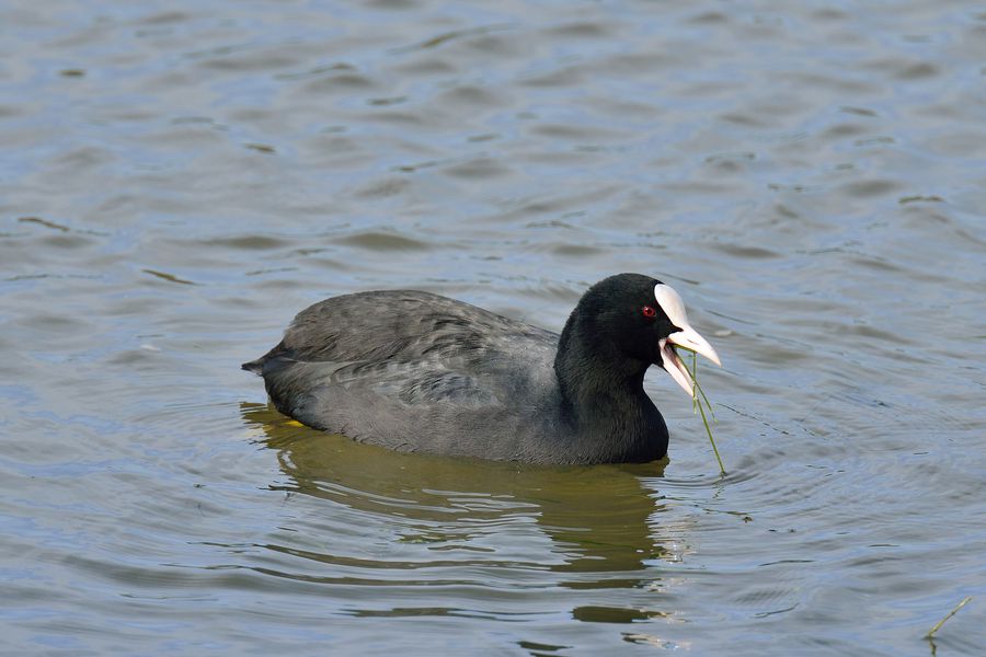 Blaesshuhn, Fulica atra 1