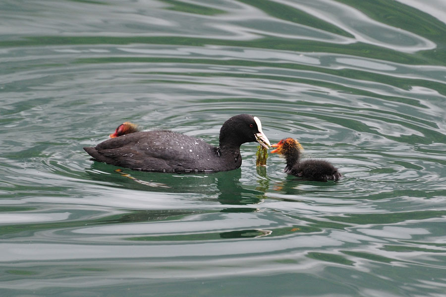 Blaesshuhn, Fulica atra 2