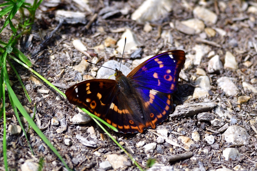 Kleiner Schillerfalter, Apatura ilia