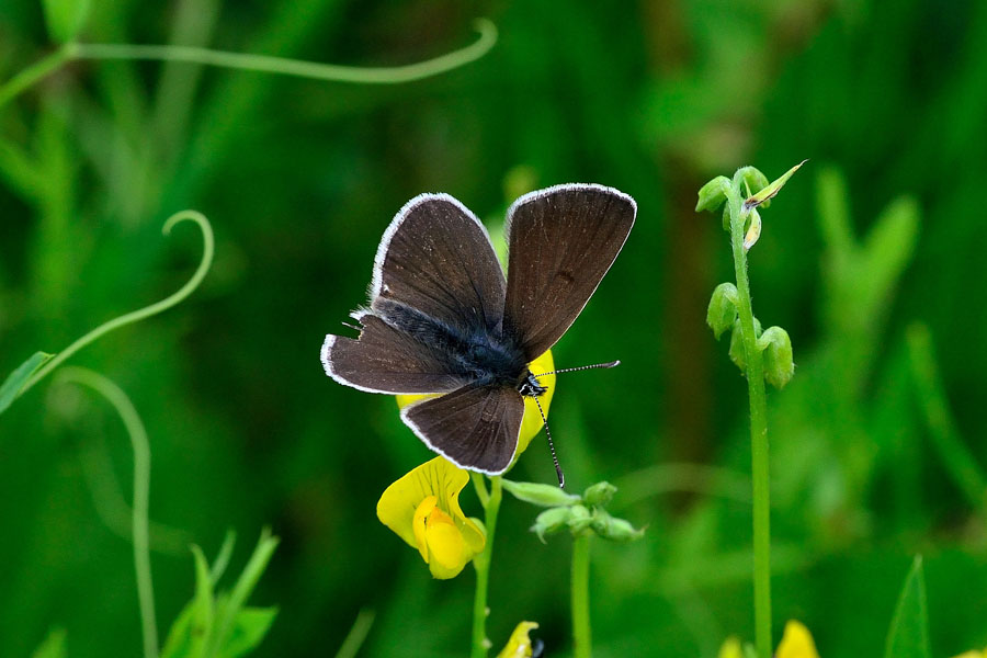 Schwarzbrauner Blaeuling, Aricia eumedon