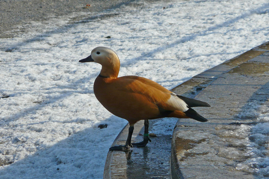 Rostgans Tadorna ferruginea