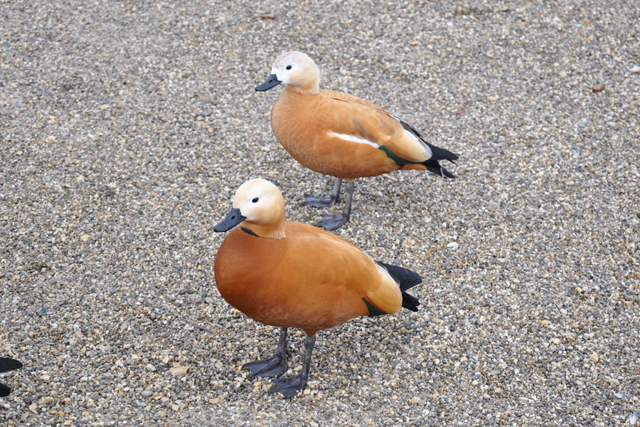 Rostgans Tadorna ferruginea