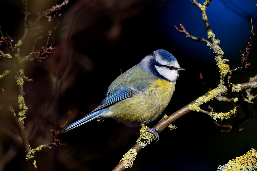 Blaumeise Cyanistes caeruleus 1