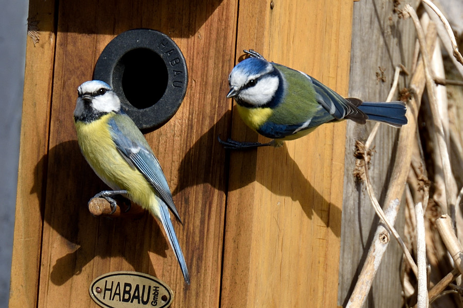 Blaumeise Cyanistes caeruleus 2
