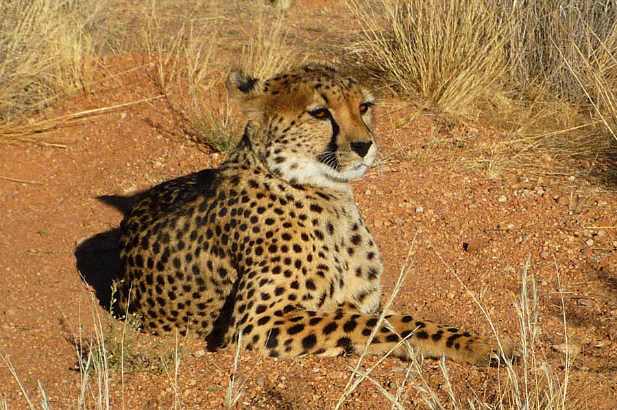 Gepard Acinonyx jubatus