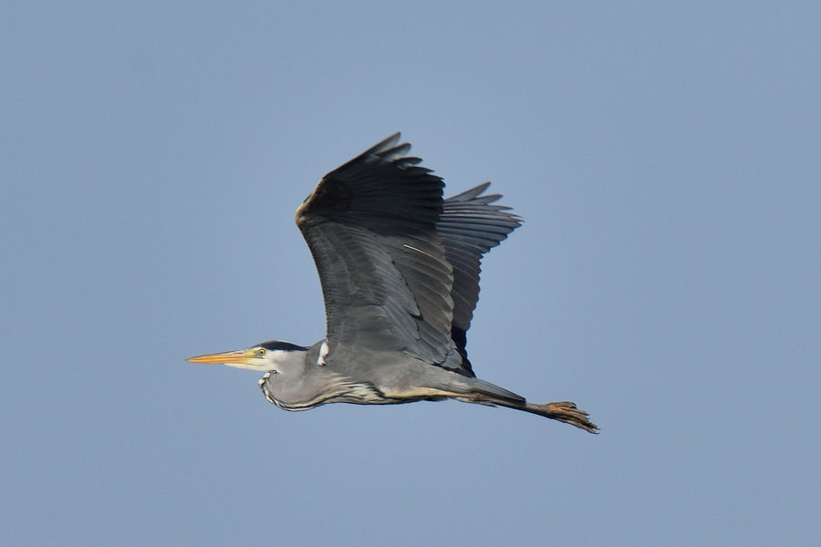 Graureiher, Ardea cineres