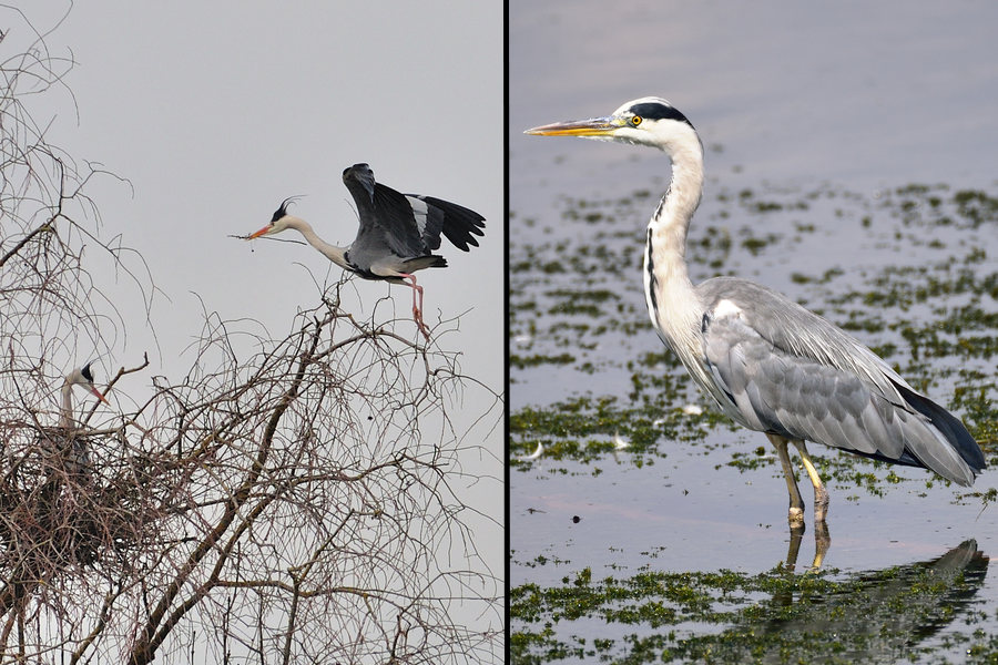 Graureiher, Ardea cineres