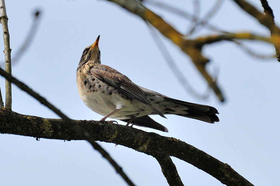 Wacholderdrossel Turdus pilaris 1