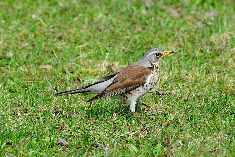 Wacholderdrossel Turdus pilaris 2