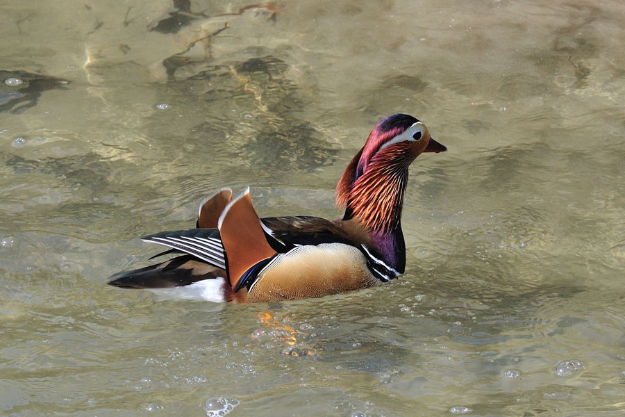 Mandarinente 2 Aix galericulata