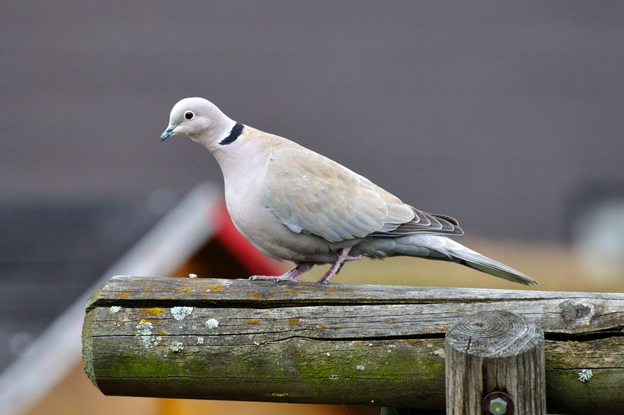 Tuerkentaube Streptopelia decaocto